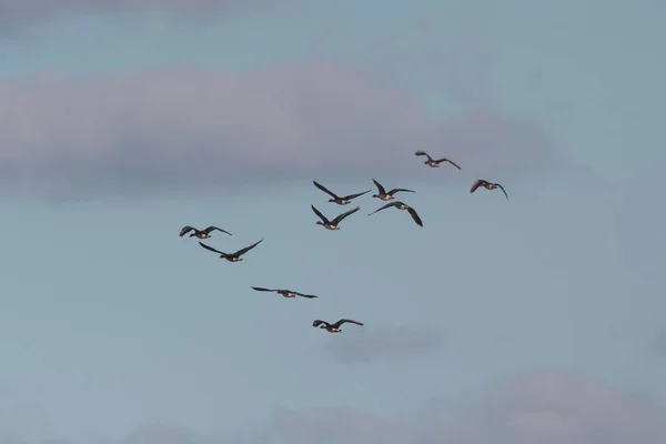 Detailní Záběr Hejna Ptáků Letících Vysoko Obloze — Stock fotografie