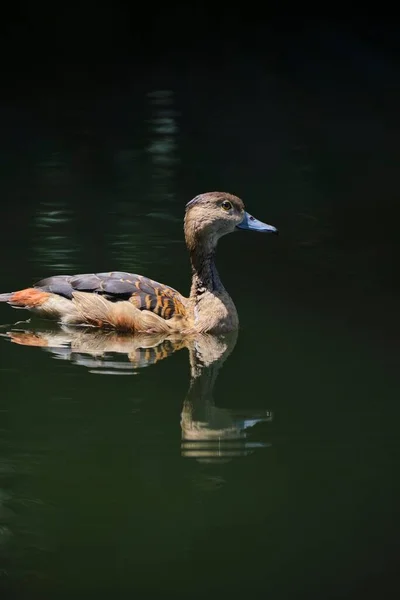 Petit Canard Siffleur Nageant Dans Lac Vert Réfléchissant Plan Vertical — Photo