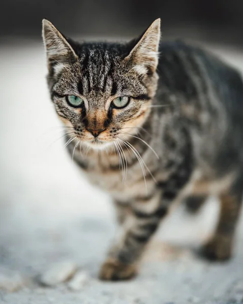 Bulanık Bir Zeminde Yürüyen Güzel Kızgın Çizgili Bir Kedinin Portresi — Stok fotoğraf