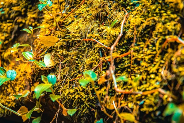 澳大利亚萨默斯比镇萨默斯比瀑布底部覆盖岩石的绿色苔藓和植物的特写镜头 — 图库照片
