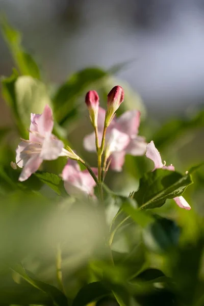 Вертикальний Крупним Планом Знімок Красивої Рожевої Квітки Знайденої Росте Природі — стокове фото