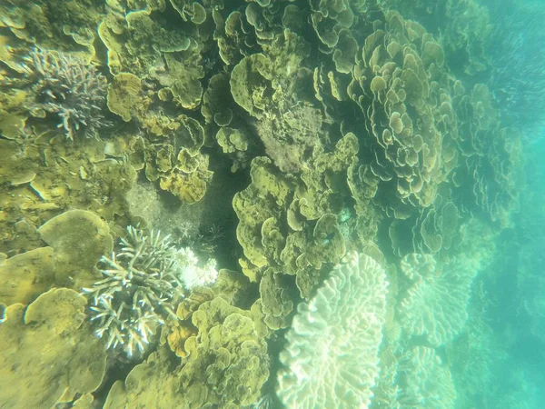 Капустные Кораллы Sinularia Dura Морем Острове Фицрой Севере Квинсленда — стоковое фото