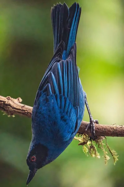 Closeup Blue Masked Flowerpiercer Perched Tree Branch — Stock Photo, Image