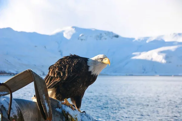 Aquila Calva Appollaiata Molo Vicino Lago Nell Alaska Innevata — Foto Stock