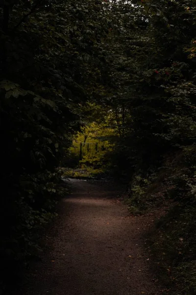 Svislý Dramatický Záběr Cestu Zeleném Lese — Stock fotografie