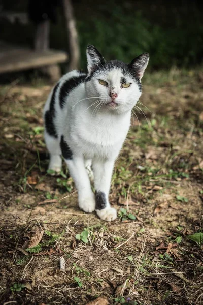一只怒气冲冲的安纳托利亚猫在草地上凝视着摄像机的垂直特写 — 图库照片