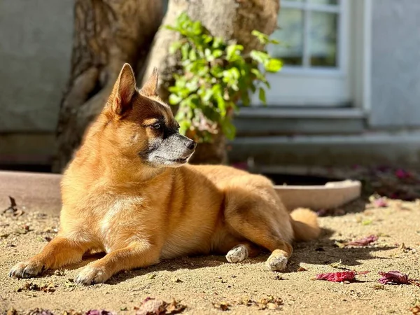 Ein Niedlicher Kleiner Pommerscher Chihuahua Liegt Bei Sonnigem Wetter Freien — Stockfoto