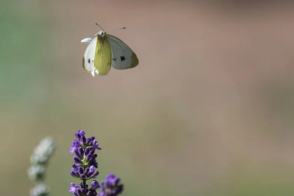 背景がぼんやりとした日差しの下でラベンダー畑を飛んでいる一般的な白い蝶 — ストック写真