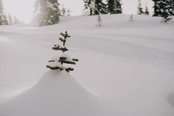 Beyaz Bir Tarlada Karla Kaplı Küçük Bir Ağacın Yakın Çekimi — Stok fotoğraf