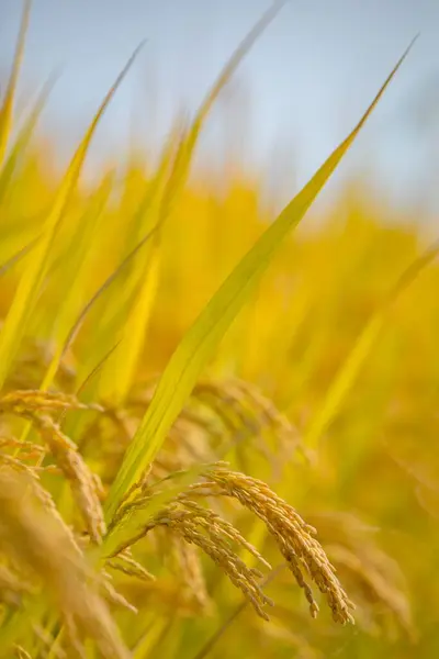 黄金色の米粒の垂直ショット — ストック写真