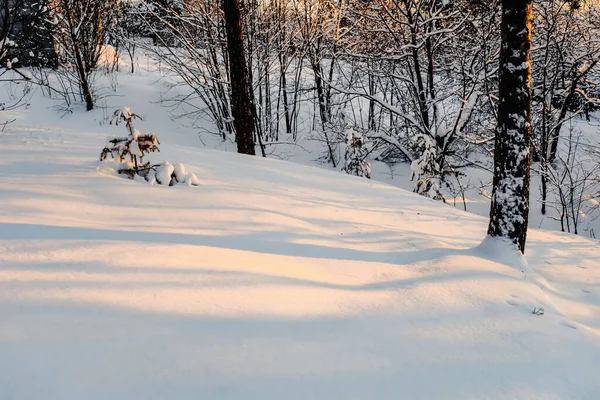 Primer Plano Del Suelo Vegetación Cubierta Nieve Durante Invierno —  Fotos de Stock