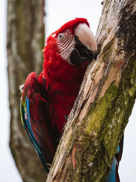 Tiro Vertical Belo Papagaio Colorido — Fotografia de Stock