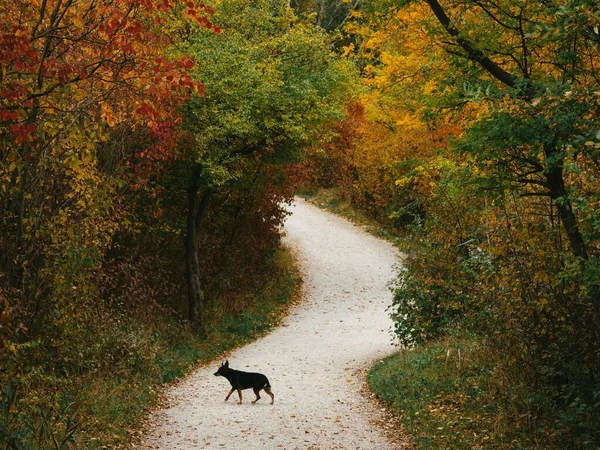 一只长着黑色毛皮的可爱的狗在公园里穿过一条被五彩缤纷的秋树环绕的小径 — 图库照片