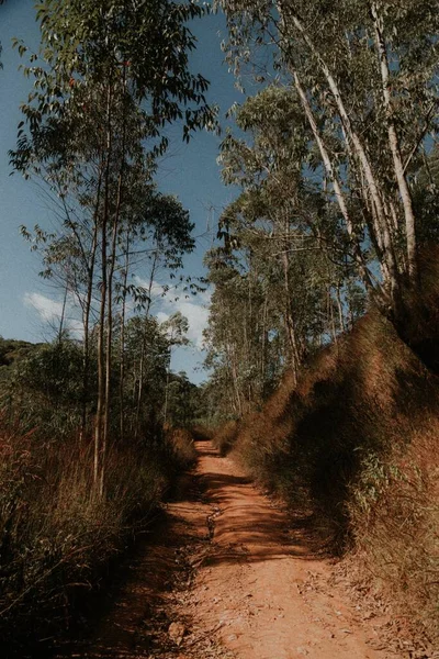在阳光灿烂的巴西里约热内卢热带森林里一条小径的自然景观 — 图库照片