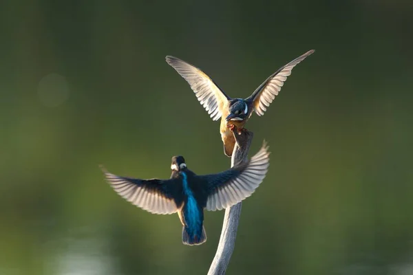 마리의 일반적 물총새의 날개가 배경에 줄기에 동안펼쳐진다 — 스톡 사진