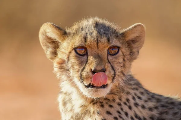 Cheetah Las Llanuras Del Parque Nacional Del Serengeti —  Fotos de Stock