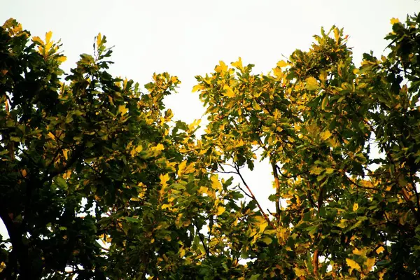 Grønne Blade Træ Mod Den Lyse Himmel Solrig Dag - Stock-foto