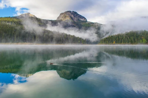 Pato Flotando Lago Tranquilo Con Árboles Montañas Fondo Día Nublado — Foto de Stock