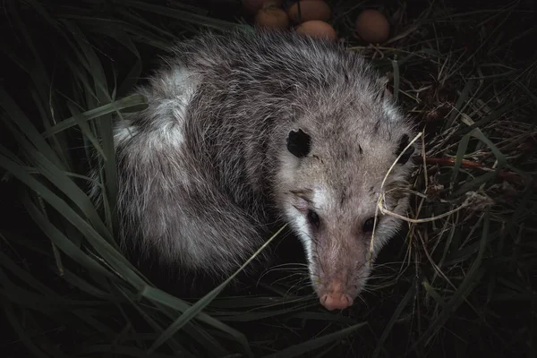 Une Vue Dessus Opossum Dans Nid — Photo