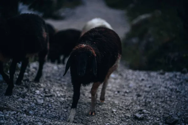 石子路上的黑色罗曼诺夫羊 — 图库照片