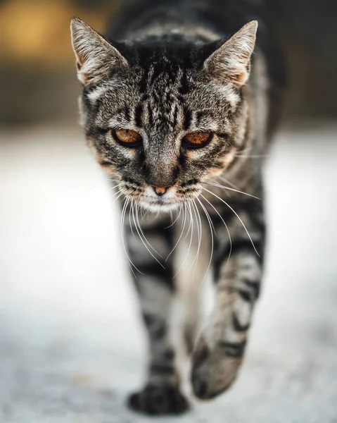 Portrait Beautiful Angry Striped Cat Walking Field Blurry Background — Stock Photo, Image