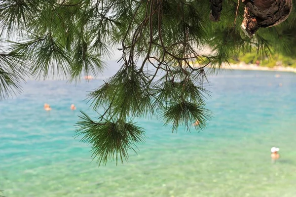Growing Pine Tree Sea — Stock Photo, Image