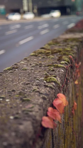 青苔覆盖在人行道上的绿色苔藓的垂直特写 — 图库照片
