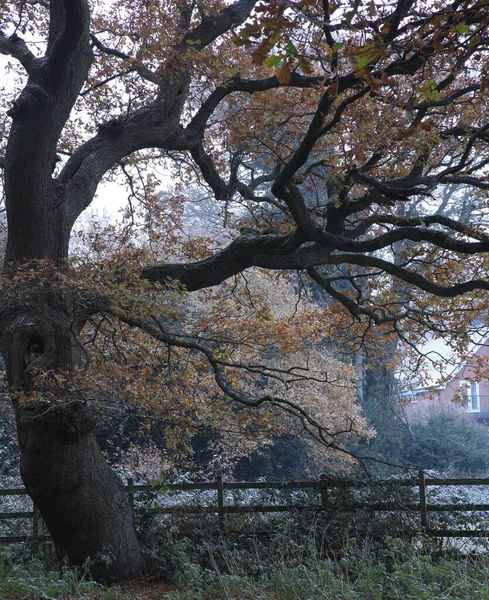 Birmingham Sutton Parkındaki Ağaçların Dikey Görüntüsü Soğuk Bir Kış Günü — Stok fotoğraf