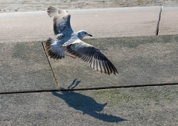 一只欧洲鲱鱼鸥的特写镜头 它张开的翅膀在人行道上飞翔 — 图库照片