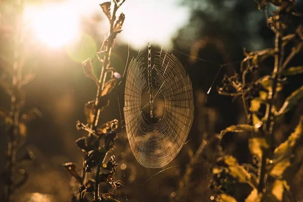 Nahaufnahme Eines Spinnennetzes Auf Einem Feld Einem Sonnigen Tag — Stockfoto