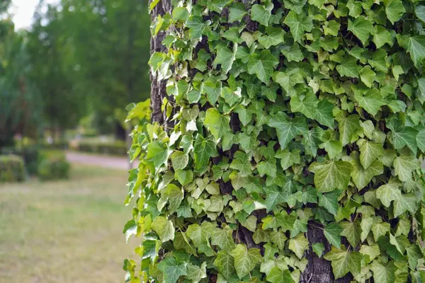 Closeup Shot Green Ivy Leaves Hedge — Stock Photo, Image