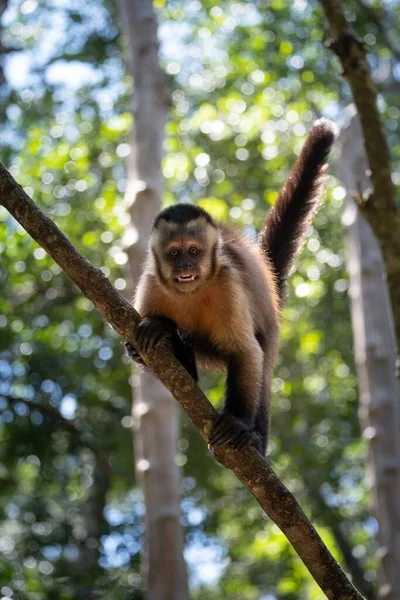 Een Verticaal Schot Van Een Gouden Bellied Capuchin Een Boom — Stockfoto