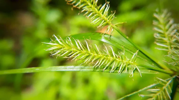 Ένα Κοντινό Πλάνο Ενός Μικροσκοπικού Πράσινου Φυτού Δροσερό Για Φόντο — Φωτογραφία Αρχείου