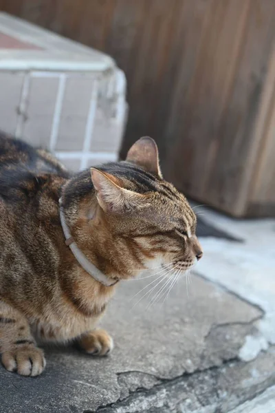 길에서 거짓말하는 고양이의 — 스톡 사진