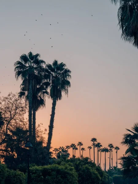 Die Palmen Gegen Den Sonnenuntergang Marrakesch Marokko — Stockfoto