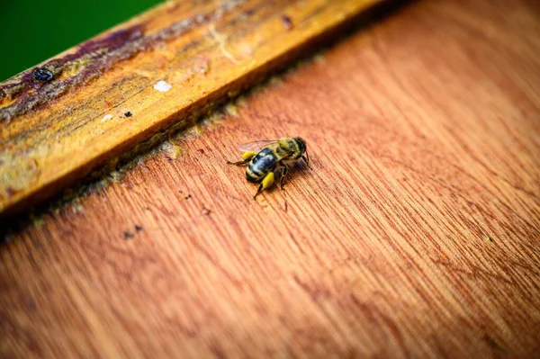 Крупный План Пчелы Нектаром Деревянной Поверхности — стоковое фото