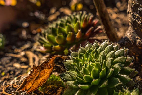 Eine Nahaufnahme Schöner Sukkulenter Pflanzen Die Auf Dem Boden Wachsen — Stockfoto