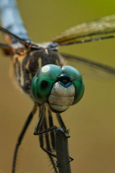 Vertical Macro Dragonfly — Stock Photo, Image