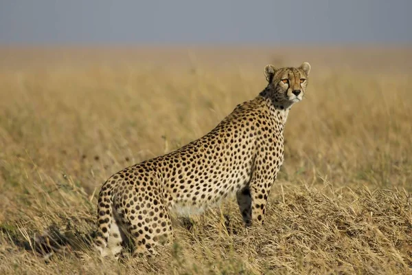 Cheetah Slätterna Serengeti Nationalpark — Stockfoto