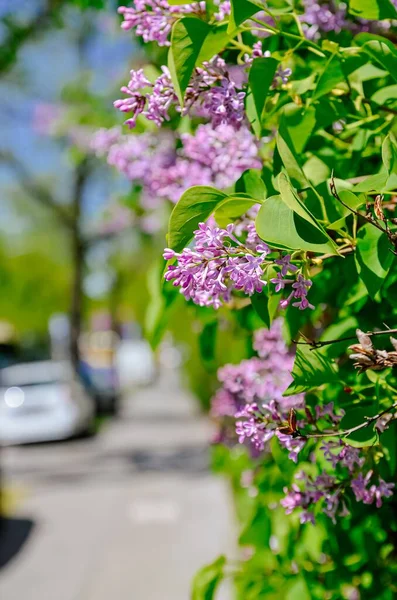 Disparo Vertical Flores Púrpuras Calle Clima Soleado Luz Del Día —  Fotos de Stock