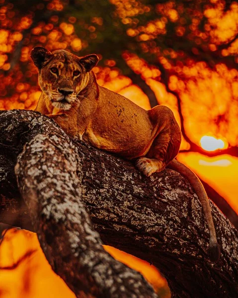 Samica Lwa Siedząca Pniu Drzewa Podczas Zachodu Słońca — Zdjęcie stockowe