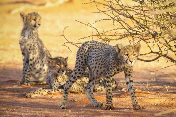 Cheetah Nas Planícies Parque Nacional Serengeti — Fotografia de Stock