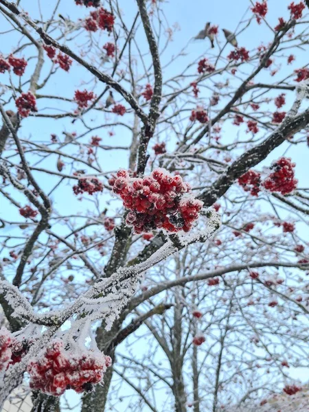 Low Angle View Beautiful Frozen Rowan Berries Branches Tree — Stock Photo, Image