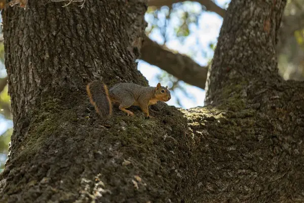 Zbliżenie Ujęcie Słodkiej Wiewiórki Siedzącej Gałęzi Drzewa — Zdjęcie stockowe