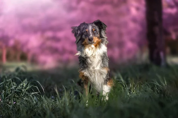 Lovitură Closeup Unui Câine Drăguț Iarbă — Fotografie, imagine de stoc