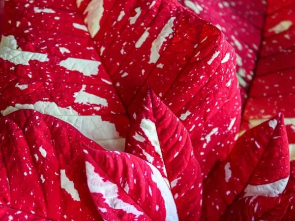 Closeup Shot Red Poinsettia Leaves Garden — Stock Photo, Image