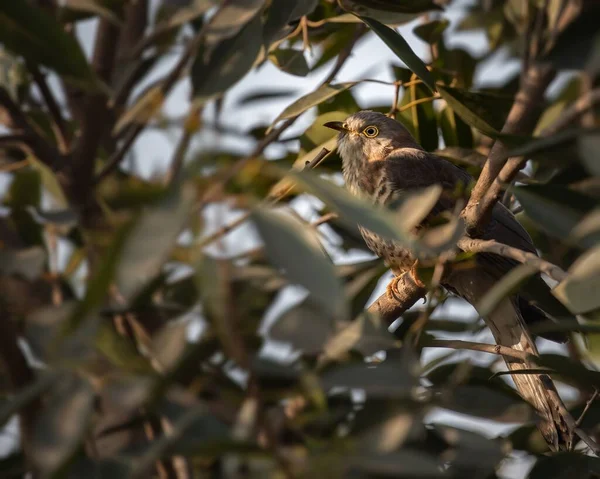 木の上で休んでいるインドのカッコウのクローズアップショット — ストック写真