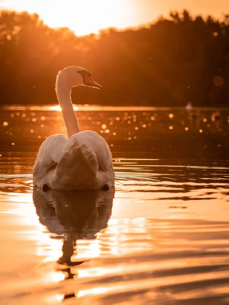 夕日の穏やかな湖に浮かぶ美しい白鳥 — ストック写真