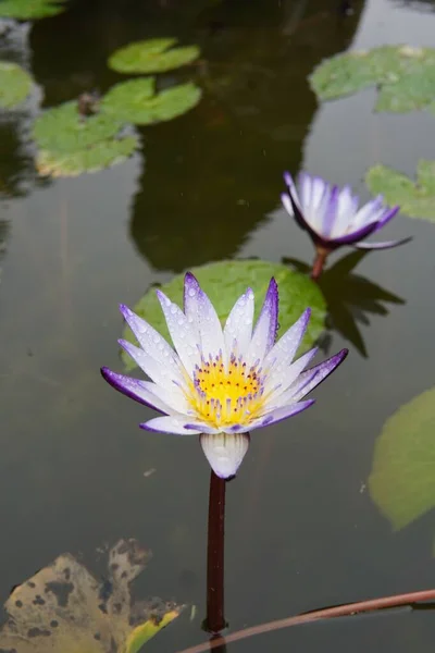 Vertical Shot Purple Water Lily Nymphaeaceae Blurred Background — Stock Photo, Image