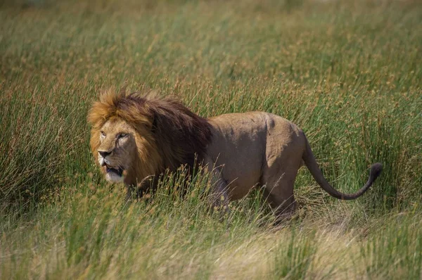 狩りの準備ができているライオンを見て強力なライオン — ストック写真